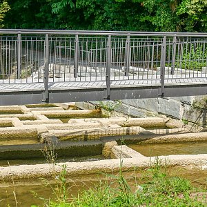 Tägerwilen | Dorfbach | Längsvernetzung